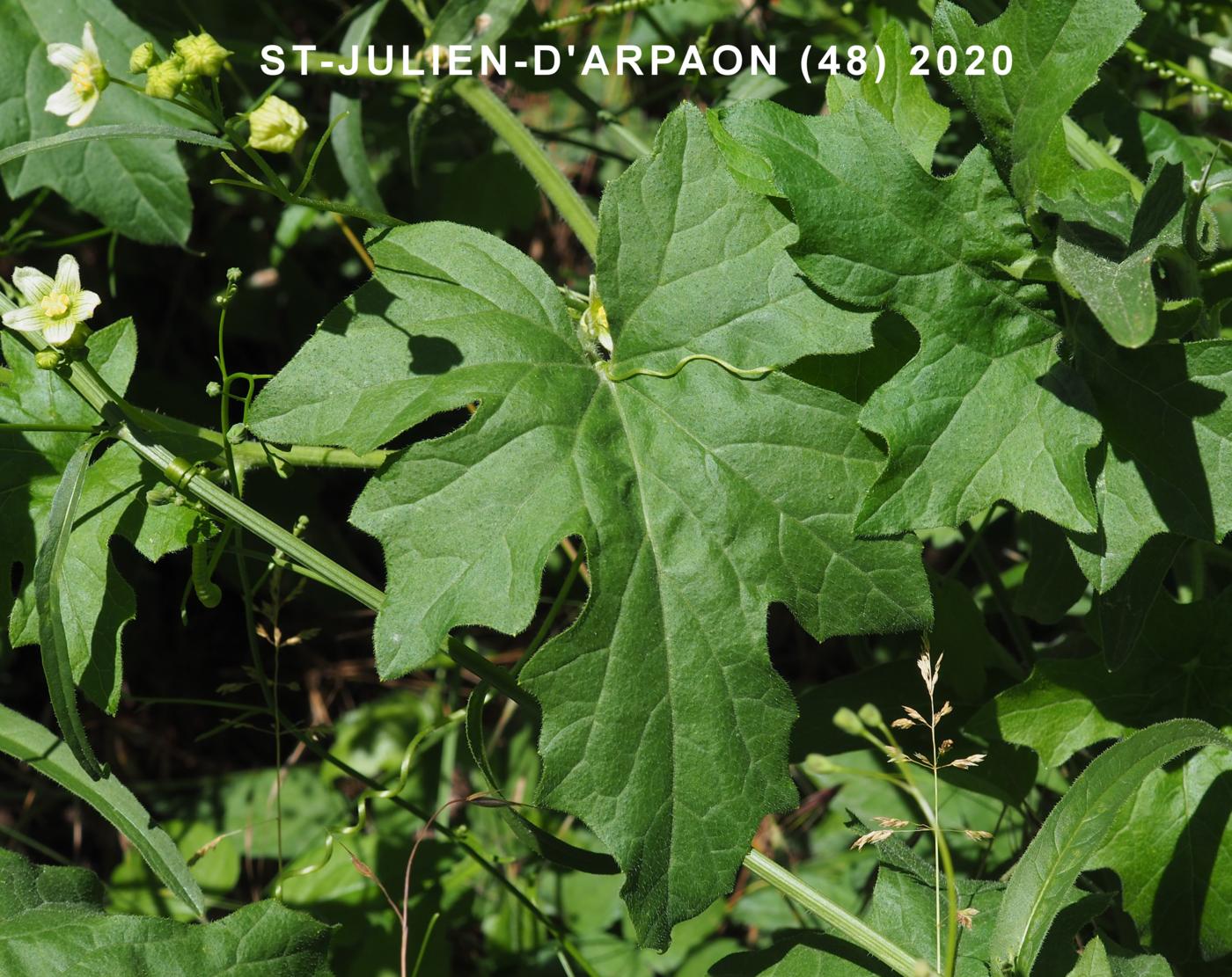 Bryony, White leaf